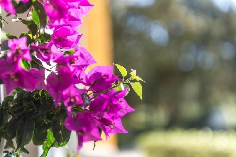 Hotel Rural Sant Patrici (Adults Only) فيريريس المظهر الخارجي الصورة